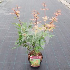 1 Japanese Maple Acer