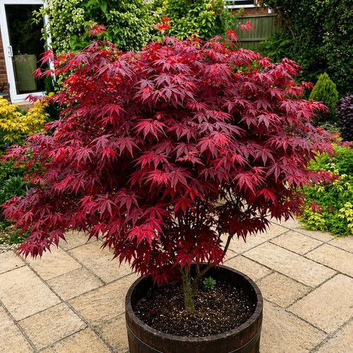 Acer atropurpureum - 1,
