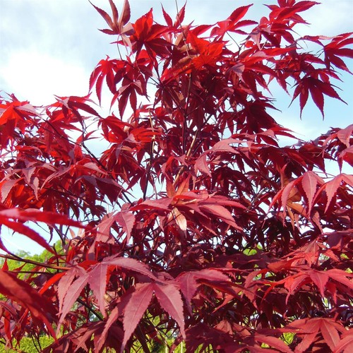 Acer palmatum bloodgood 3ft - acer,