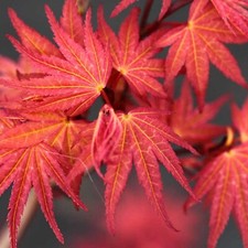 Acer Palmatum "Phoenix" in a