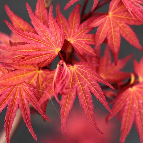 Acer palmatum phoenix - palmatum, in