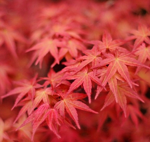 Acer tree potting - acer,