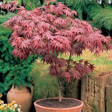 1 X ACER 'ATROPURPUREUM'