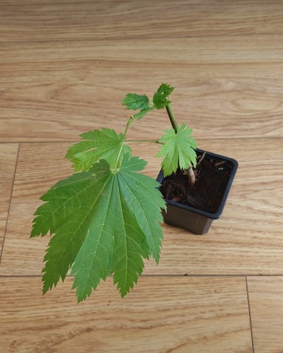 Acer japonicum indian summer - japonicum,