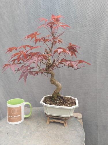 Beautiful japanese maple - beautiful,