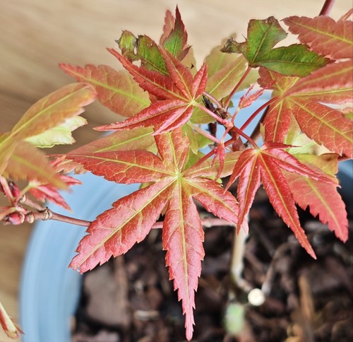 Acer palmatumn seigen japanese - acer,