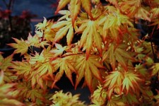 1 X ACER 'ORANGE DREAM'
