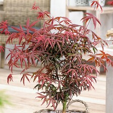 Acer palmatum Starfish -