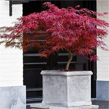 Acer Tree Japanese Maple