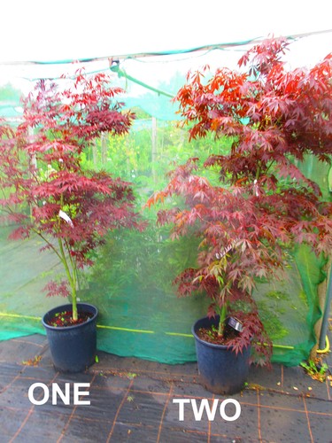 6ft inc pot 25litre - pot, large