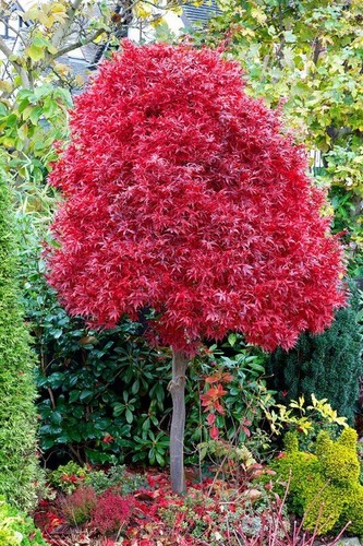 Acer tree twombley red - tree,