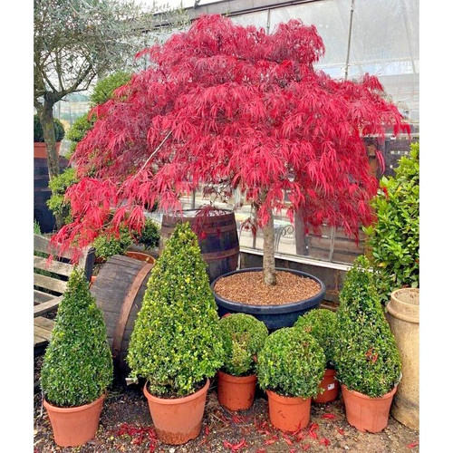 Acer tree garnet red umbrella - red,