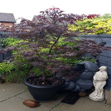 Acer palmatum Black Lace