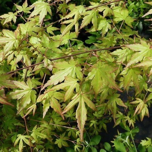 Japanese maple acer - maple,