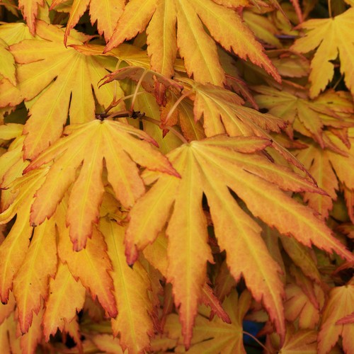 Acer palmatum orange - acer, |