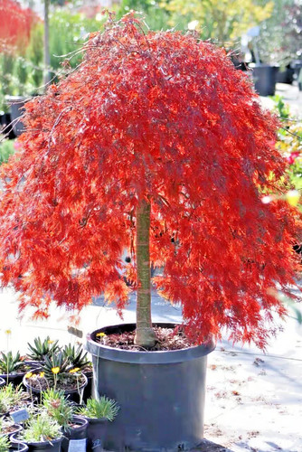 Acer palmatum crimson queen - palmatum,