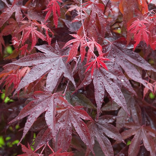 Acer palmatum bloodgood - palmatum, |