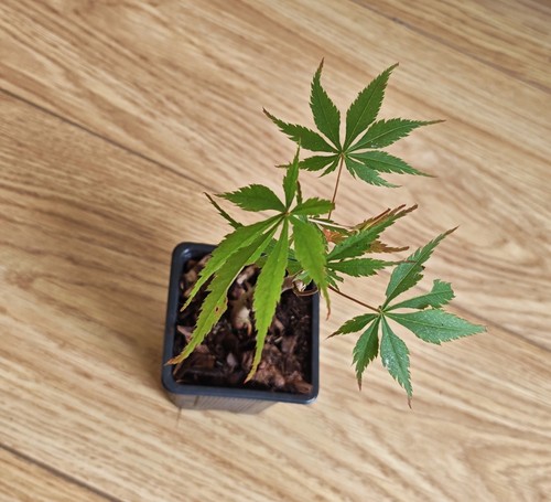 Acer palmatum chitoseyama - acer,