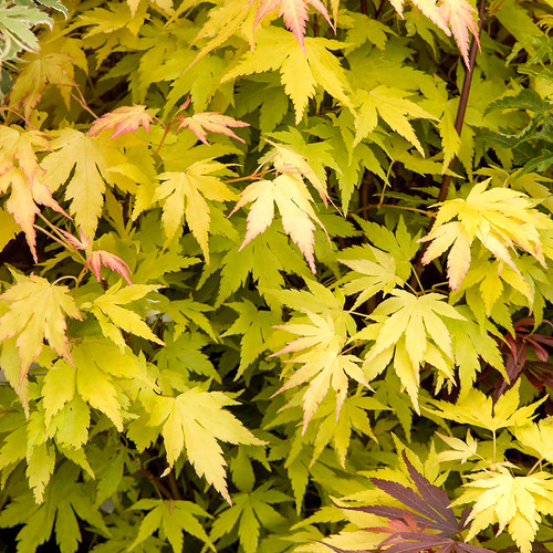 Acer orange dream - acer, dream'
