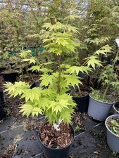 Japanese Golden Full Moon