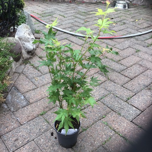 Acer palmatum going green - palmatum,