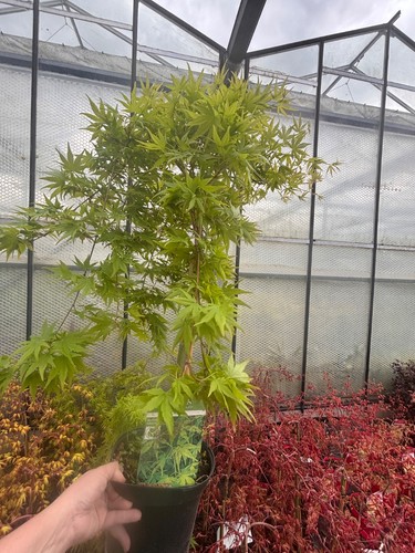 Acer ryusen cascade - ryusen,