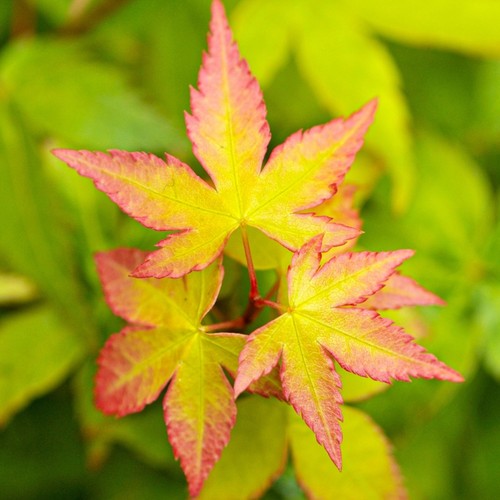 Acer little princess plant - princess,