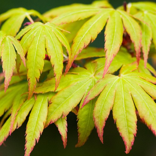 Acer palmatum sango kaku - acer,