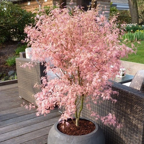 Acer tree palmatum new rare - acer,
