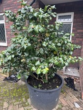 26 Mixed Garden Trees & Shrubs