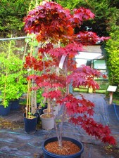 5.5ft inc. pot 25litre LARGE