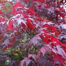 Acer Plant Atropurpureum