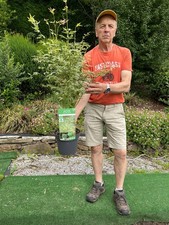 1 x Acer Japanese Maple