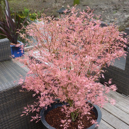 Acer palmatum tree taylor in - acer,