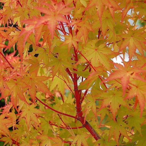 Acer palmatum sangokaku - palmatum, in