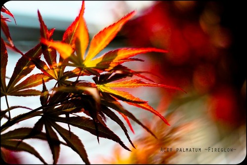 Acer palmatum fireglow - acer, 'fireglow'