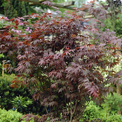 Japanese maple acer trees - japanese,