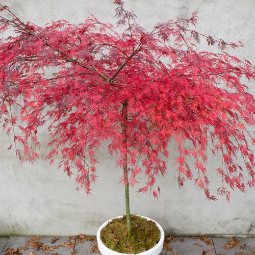 Acer palmatum hardy tree - palmatum,