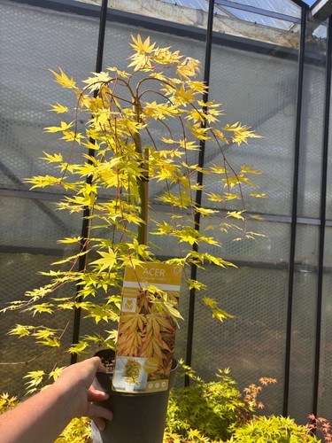 Acer cascade gold weeping - cascade,
