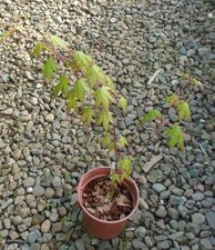 ACER PALMATUM JAPANESE MAPLE