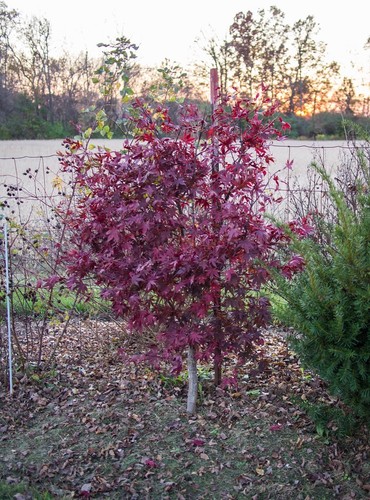Acer palmatum bloodgood - acer, 'bloodgood'