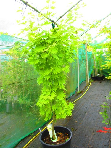 5ft inc pot - 5.5ft, inc.