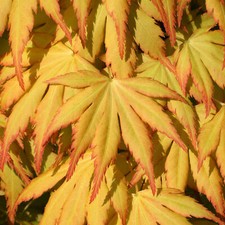 Acer palmatum Katsura -