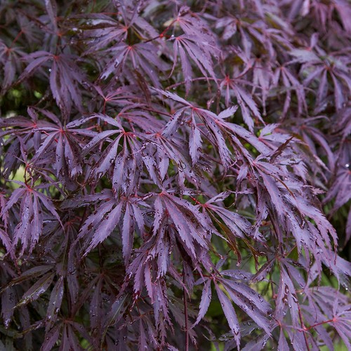Acer palmatum trompenburg - palmatum, |