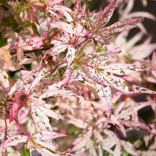 Acer ukigumo floating cloud - ukigumo,