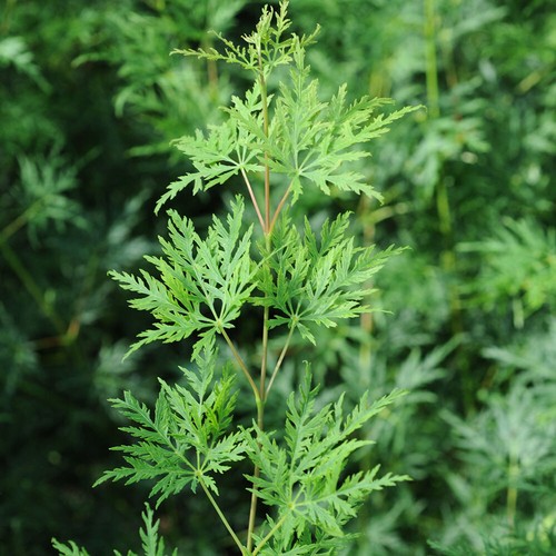 Japanese maple tree emerald - maple, tree,