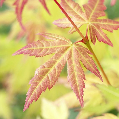 Japanese maple tree acer - japanese,