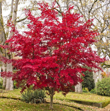 Acer Palmatum Bloodgood