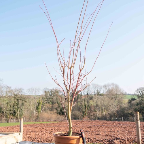 Acer palmatum coral - t&m,