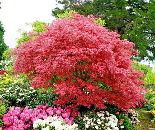 Acer palmatum shirazz japanese - palmatum,